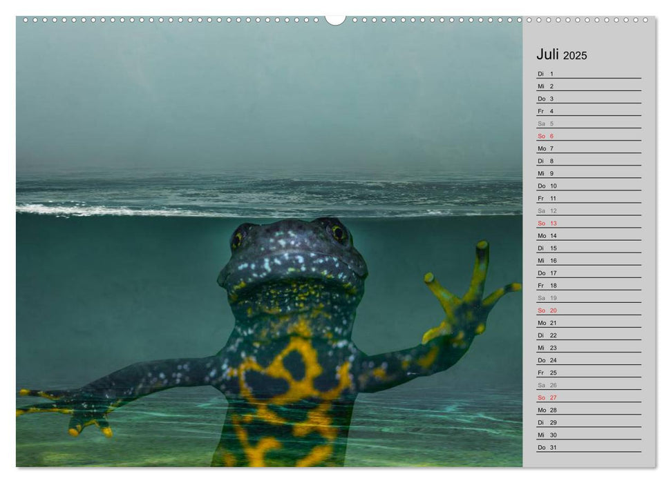 Salamander und Co. (CALVENDO Premium Wandkalender 2025)