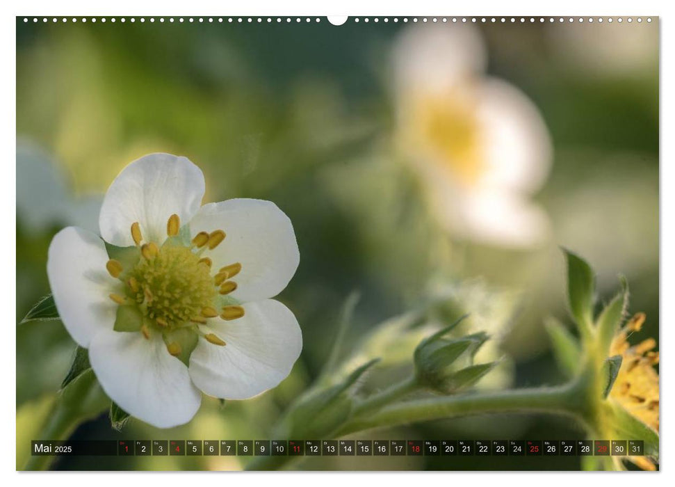 Feng Shui Farben - Element Metall (CALVENDO Wandkalender 2025)