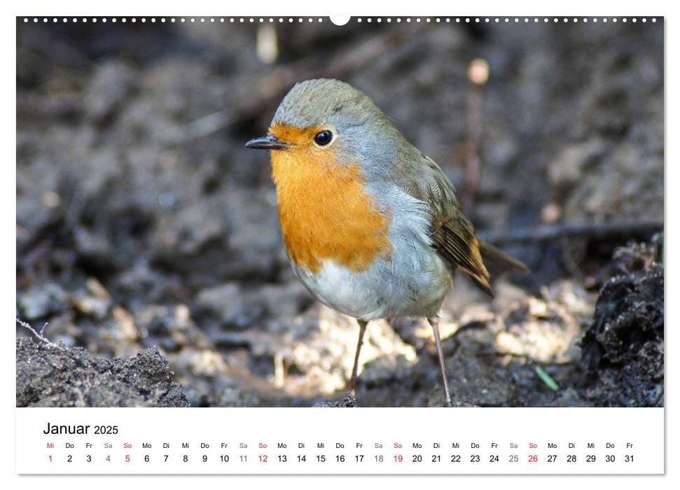 Paradies Naturgarten (CALVENDO Premium Wandkalender 2025)