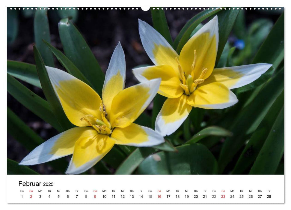 Paradies Naturgarten (CALVENDO Premium Wandkalender 2025)