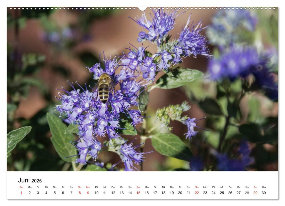 Paradies Naturgarten (CALVENDO Premium Wandkalender 2025)