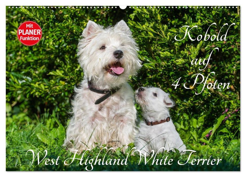 Kobold auf 4 Pfoten - West Highland White Terrier (CALVENDO Wandkalender 2025)