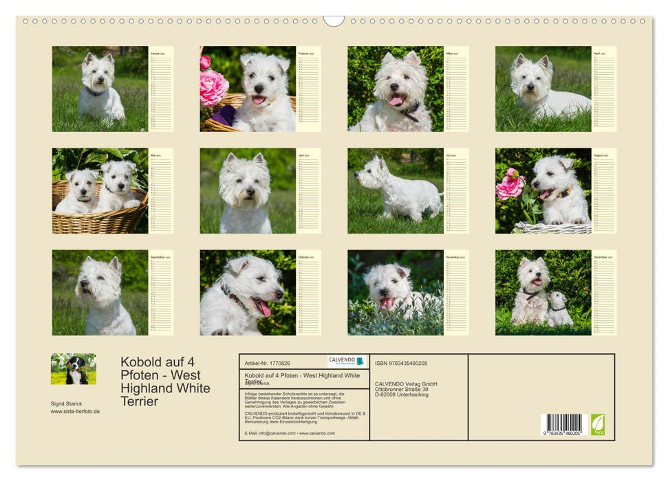 Kobold auf 4 Pfoten - West Highland White Terrier (CALVENDO Wandkalender 2025)