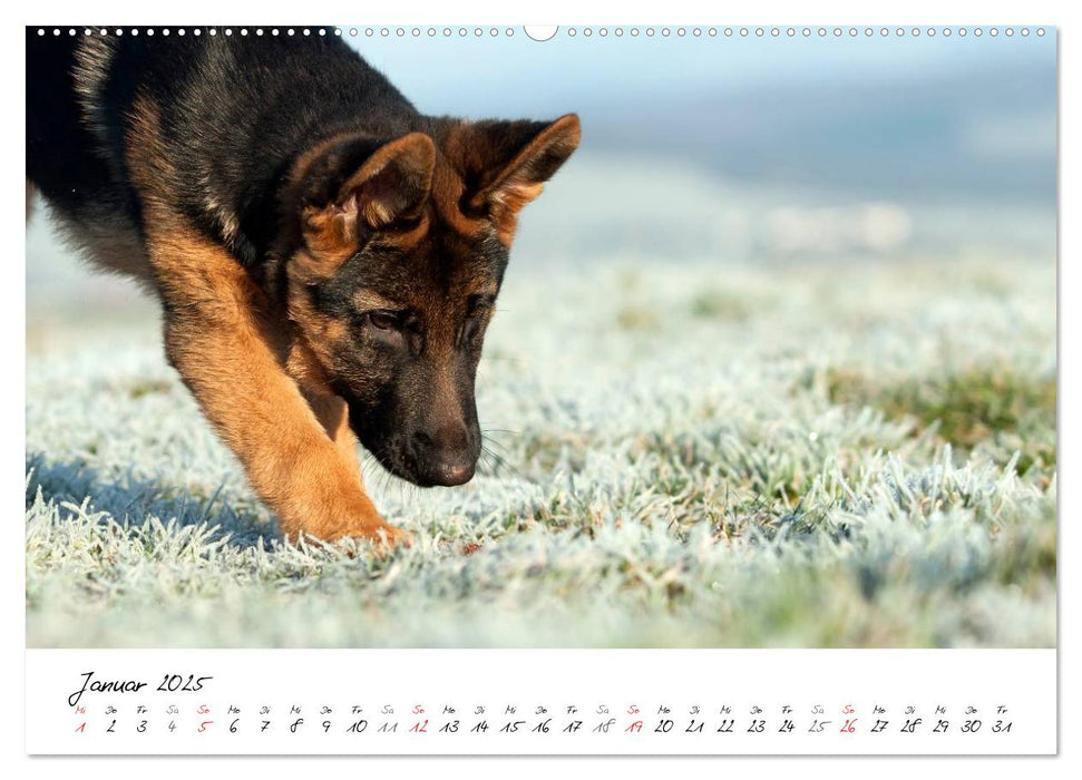 Junge Deutsche Schäferhunde (CALVENDO Premium Wandkalender 2025)