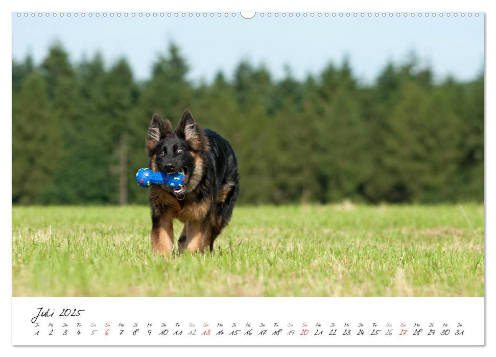 Junge Deutsche Schäferhunde (CALVENDO Premium Wandkalender 2025)