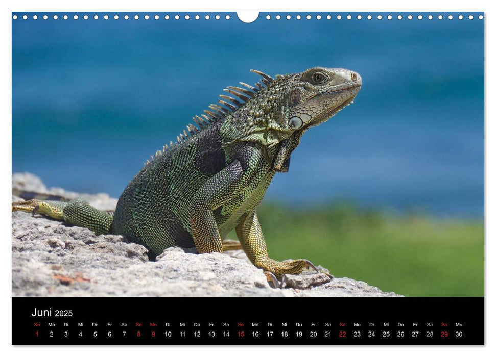 Trauminsel Puerto Rico (CALVENDO Wandkalender 2025)