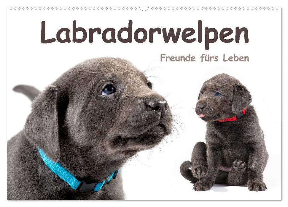 Labradorwelpen - Freunde fürs Leben (CALVENDO Wandkalender 2025)