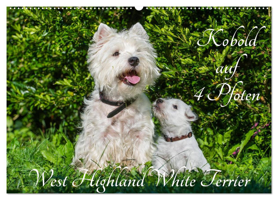 Kobold auf 4 Pfoten - West Highland White Terrier (CALVENDO Wandkalender 2025)