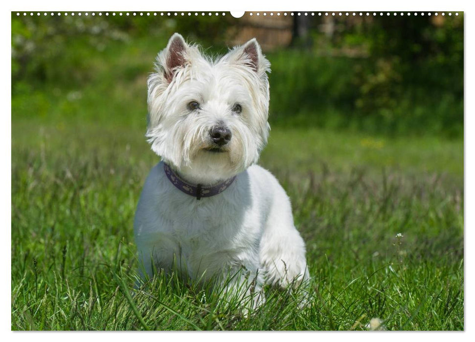 Kobold auf 4 Pfoten - West Highland White Terrier (CALVENDO Wandkalender 2025)