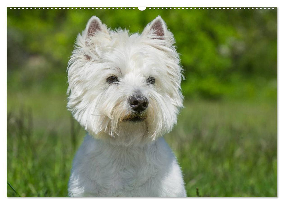 Kobold auf 4 Pfoten - West Highland White Terrier (CALVENDO Wandkalender 2025)