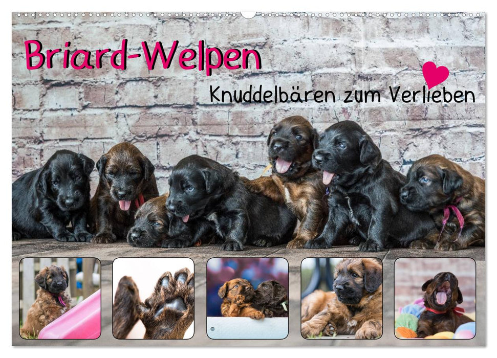 Briard-Welpen - Knuddelbären zum Verlieben (CALVENDO Wandkalender 2025)