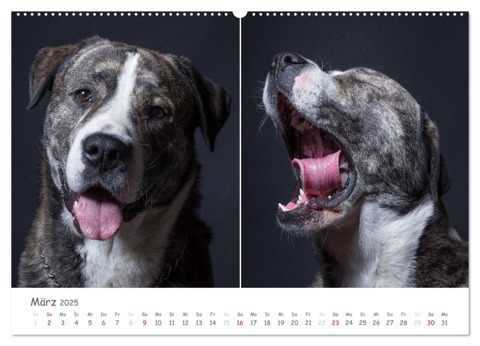 charakterstarke Hunde, wunderschöne Hundeportraits (CALVENDO Premium Wandkalender 2025)