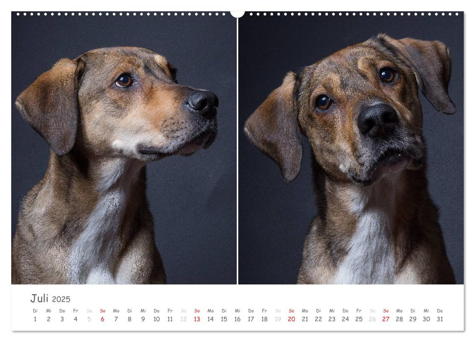 charakterstarke Hunde, wunderschöne Hundeportraits (CALVENDO Premium Wandkalender 2025)