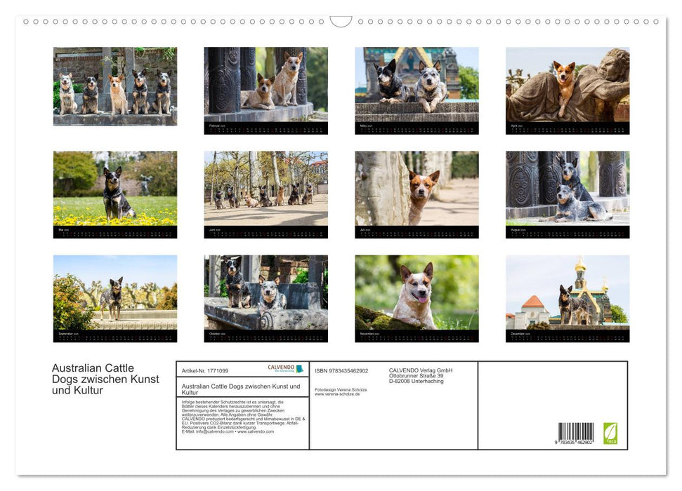 Australian Cattle Dogs zwischen Kunst und Kultur (CALVENDO Wandkalender 2025)