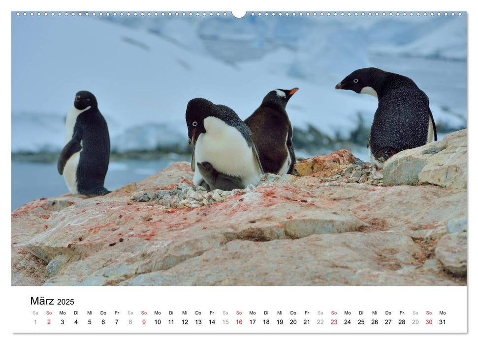 Im Reich der Pinguine (CALVENDO Premium Wandkalender 2025)