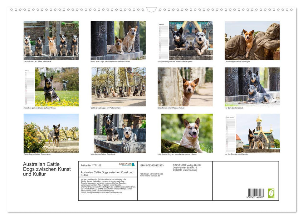 Australian Cattle Dogs zwischen Kunst und Kultur (CALVENDO Wandkalender 2025)