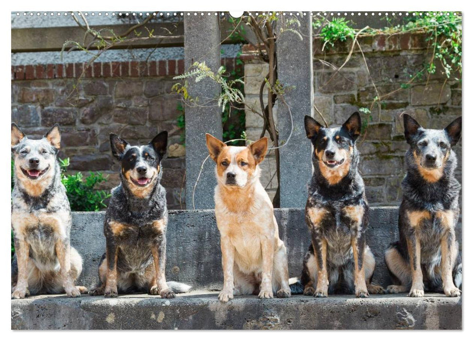 Australian Cattle Dogs zwischen Kunst und Kultur (CALVENDO Wandkalender 2025)