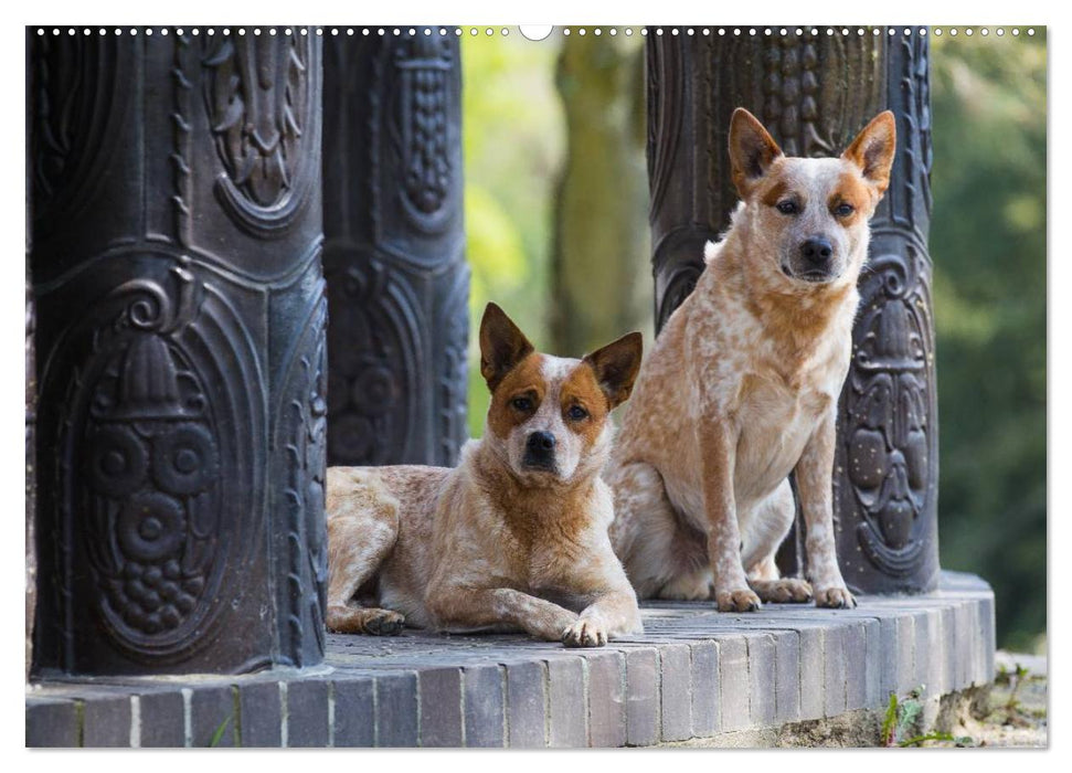 Australian Cattle Dogs zwischen Kunst und Kultur (CALVENDO Wandkalender 2025)