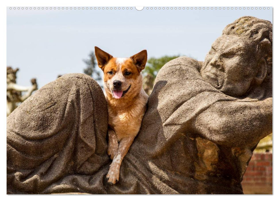 Australian Cattle Dogs zwischen Kunst und Kultur (CALVENDO Wandkalender 2025)