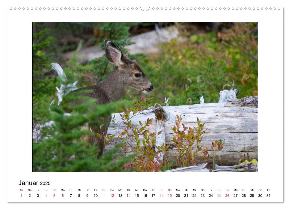 Tierkinder aus aller Welt (CALVENDO Premium Wandkalender 2025)