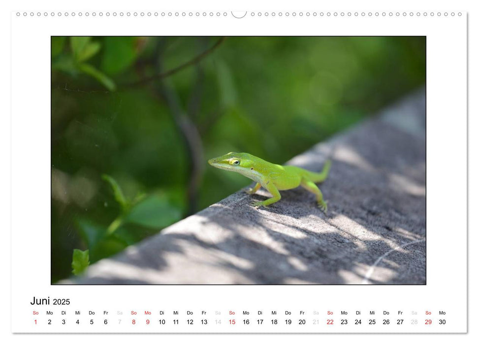 Tierkinder aus aller Welt (CALVENDO Premium Wandkalender 2025)