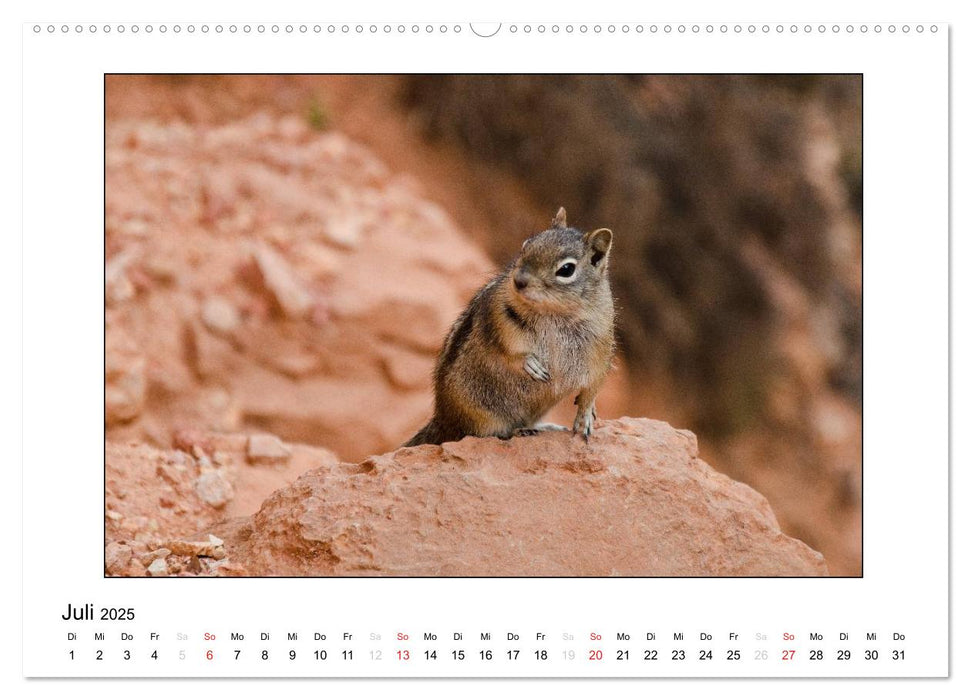 Tierkinder aus aller Welt (CALVENDO Premium Wandkalender 2025)