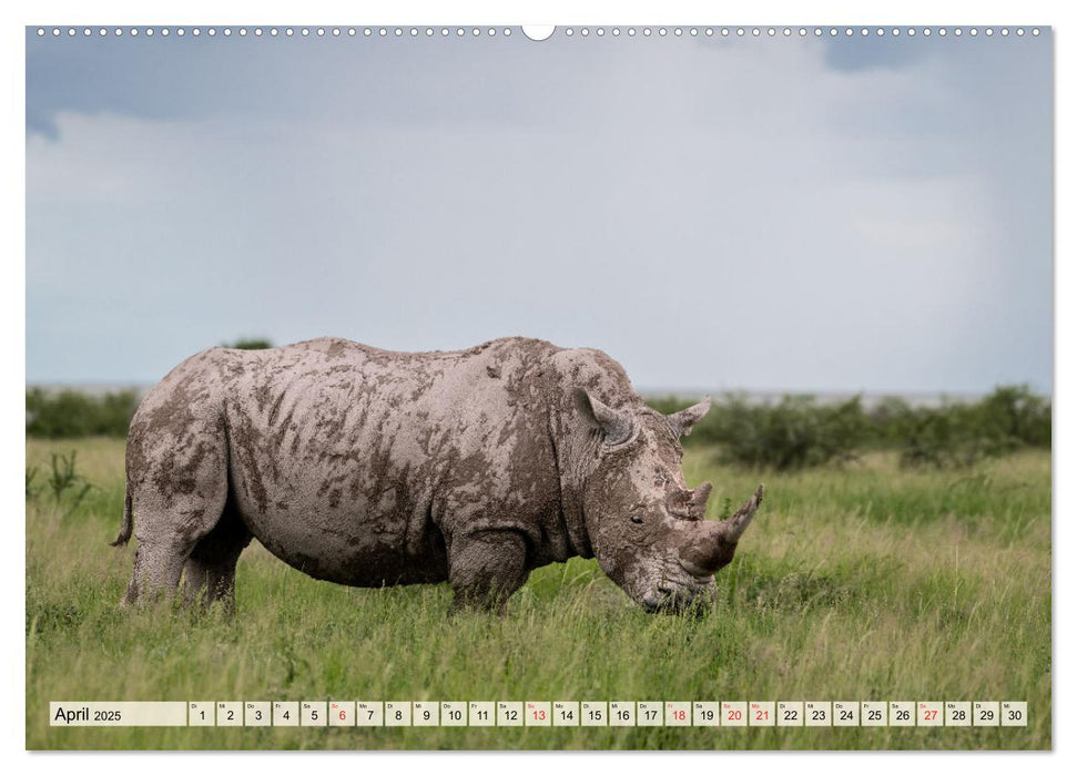 Magisches Namibia - Tiere und Landschaften (CALVENDO Premium Wandkalender 2025)