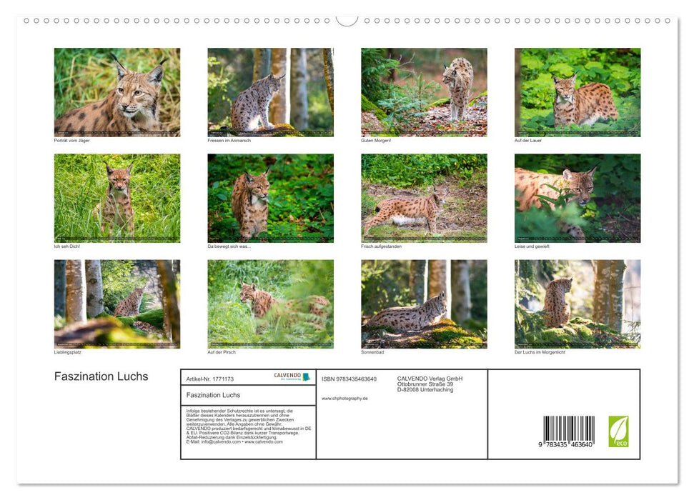 Faszination Luchs (CALVENDO Premium Wandkalender 2025)