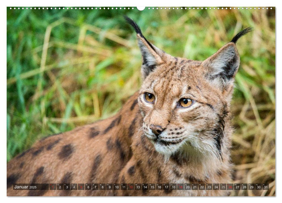 Faszination Luchs (CALVENDO Premium Wandkalender 2025)