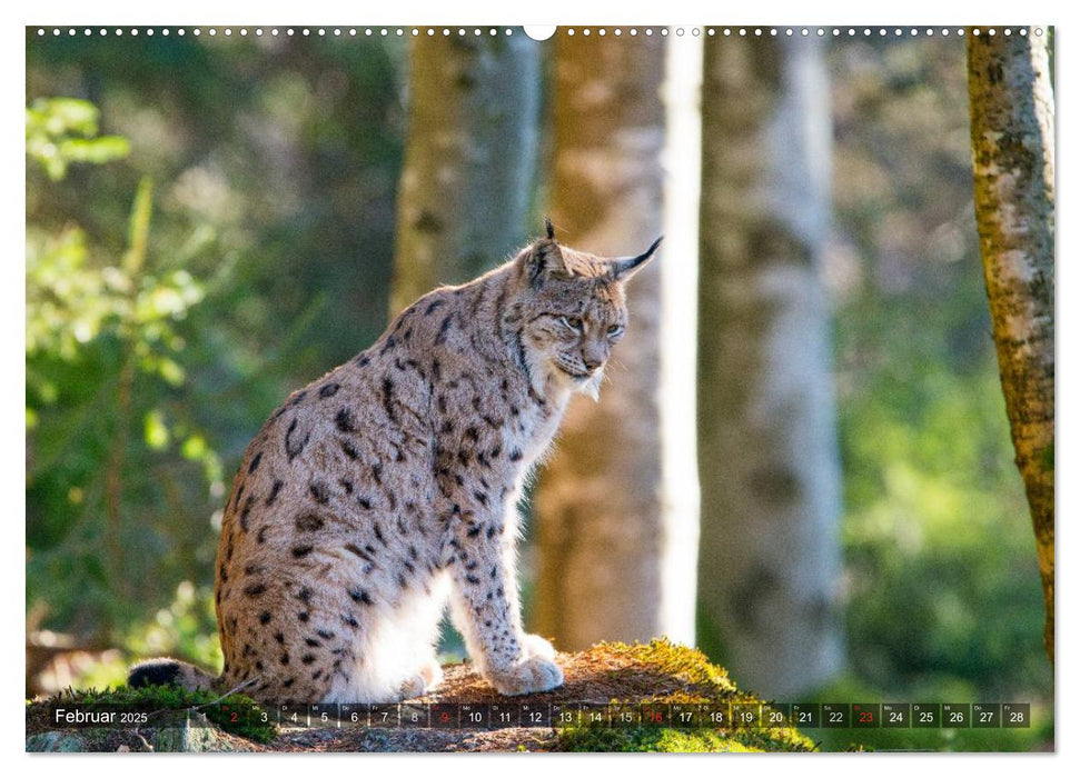 Faszination Luchs (CALVENDO Premium Wandkalender 2025)