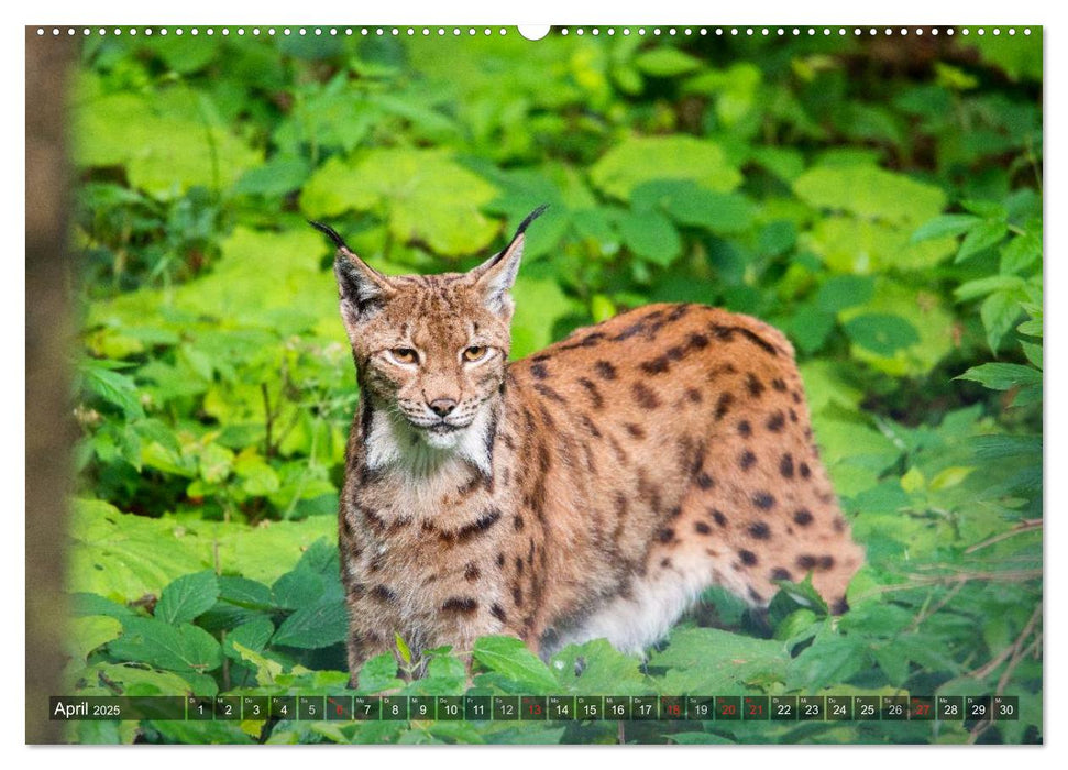 Faszination Luchs (CALVENDO Premium Wandkalender 2025)