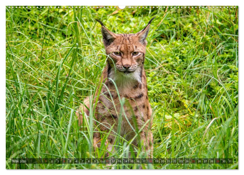 Faszination Luchs (CALVENDO Premium Wandkalender 2025)