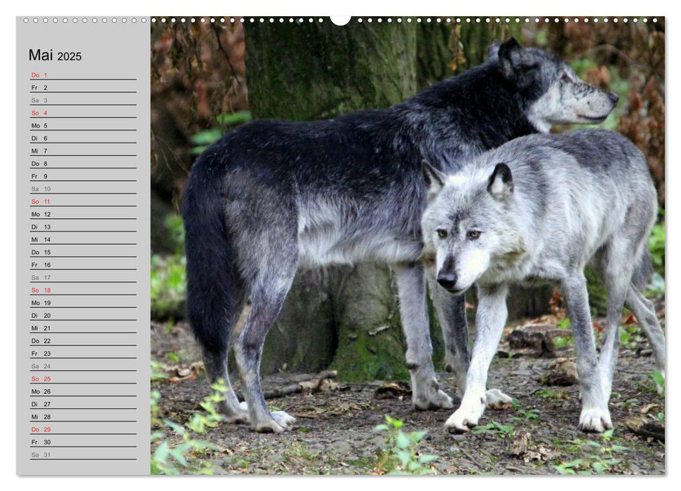 Im Rudel Zuhause - Der Wolf (CALVENDO Wandkalender 2025)