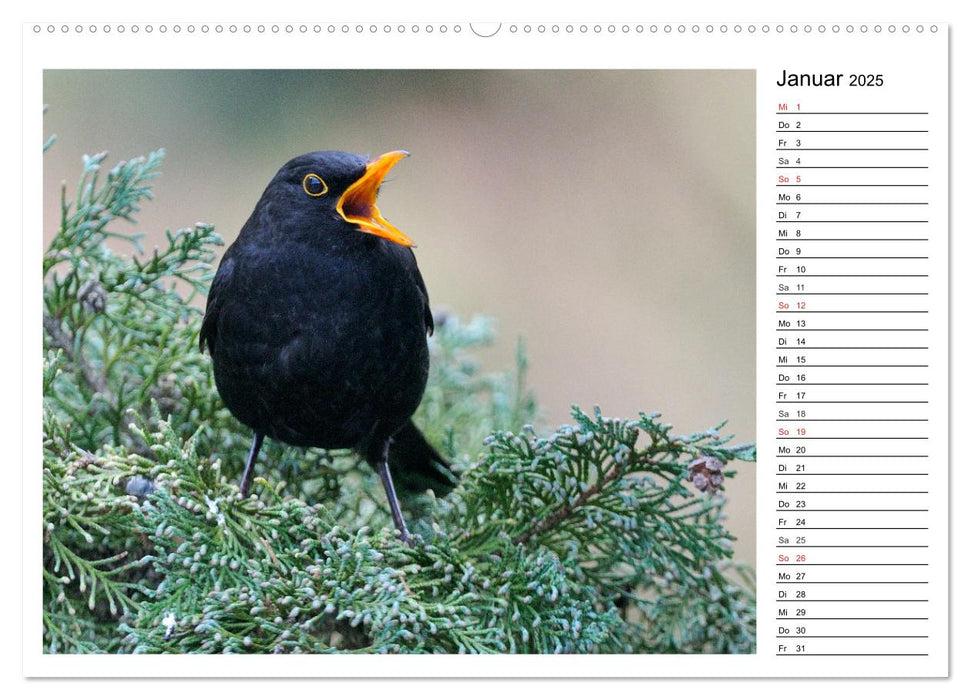 Gefiederte Freunde - Unsere heimischen Gartenvögel (CALVENDO Premium Wandkalender 2025)