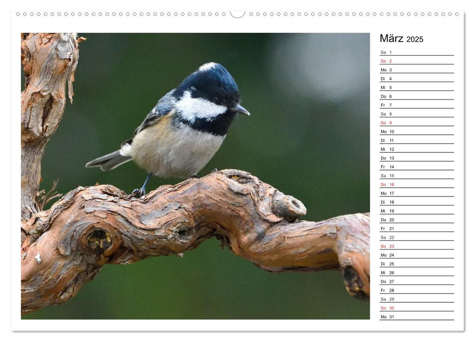 Gefiederte Freunde - Unsere heimischen Gartenvögel (CALVENDO Premium Wandkalender 2025)