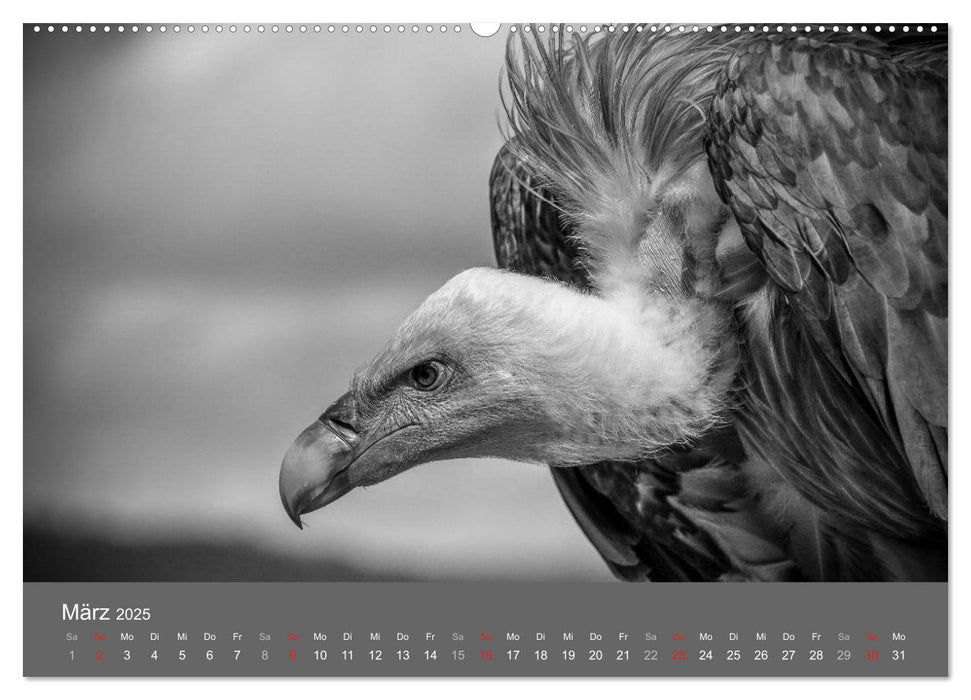 Tierische Augenblicke in Schwarz-Weiß (CALVENDO Premium Wandkalender 2025)