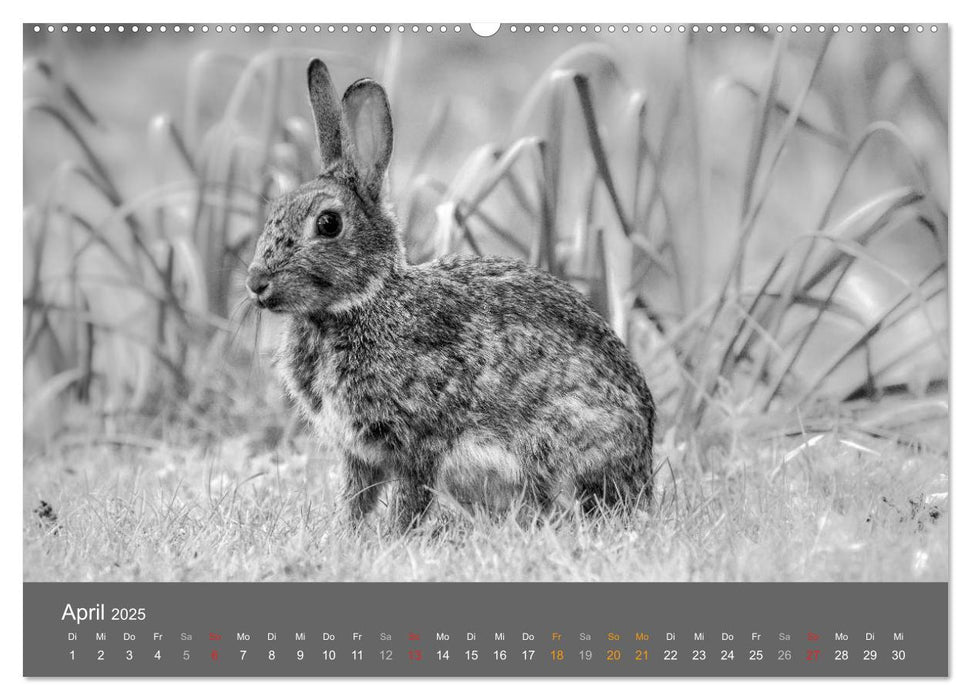 Tierische Augenblicke in Schwarz-Weiß (CALVENDO Premium Wandkalender 2025)