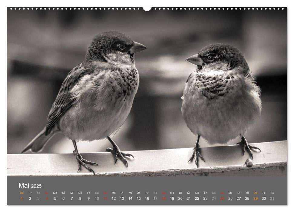 Tierische Augenblicke in Schwarz-Weiß (CALVENDO Premium Wandkalender 2025)