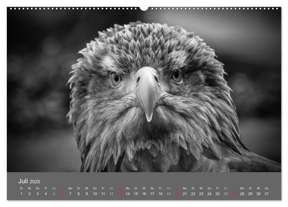 Tierische Augenblicke in Schwarz-Weiß (CALVENDO Premium Wandkalender 2025)