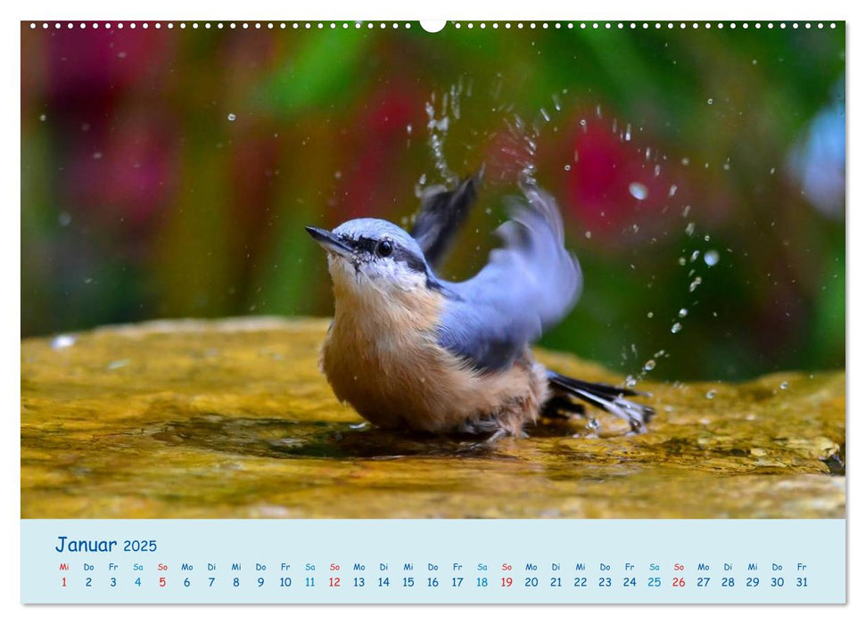 Sommer am Pool - Singvögel an der Badestelle (CALVENDO Premium Wandkalender 2025)