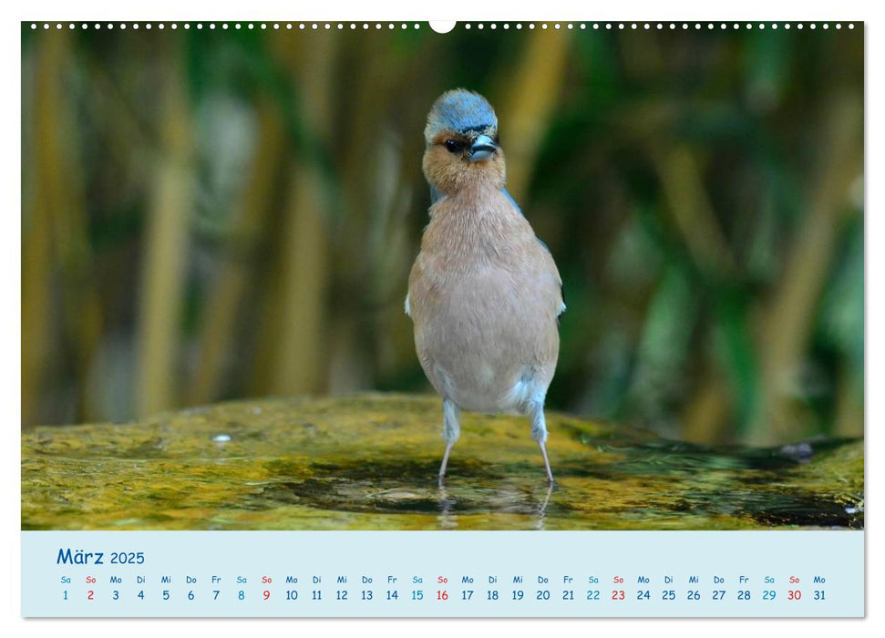 Sommer am Pool - Singvögel an der Badestelle (CALVENDO Premium Wandkalender 2025)