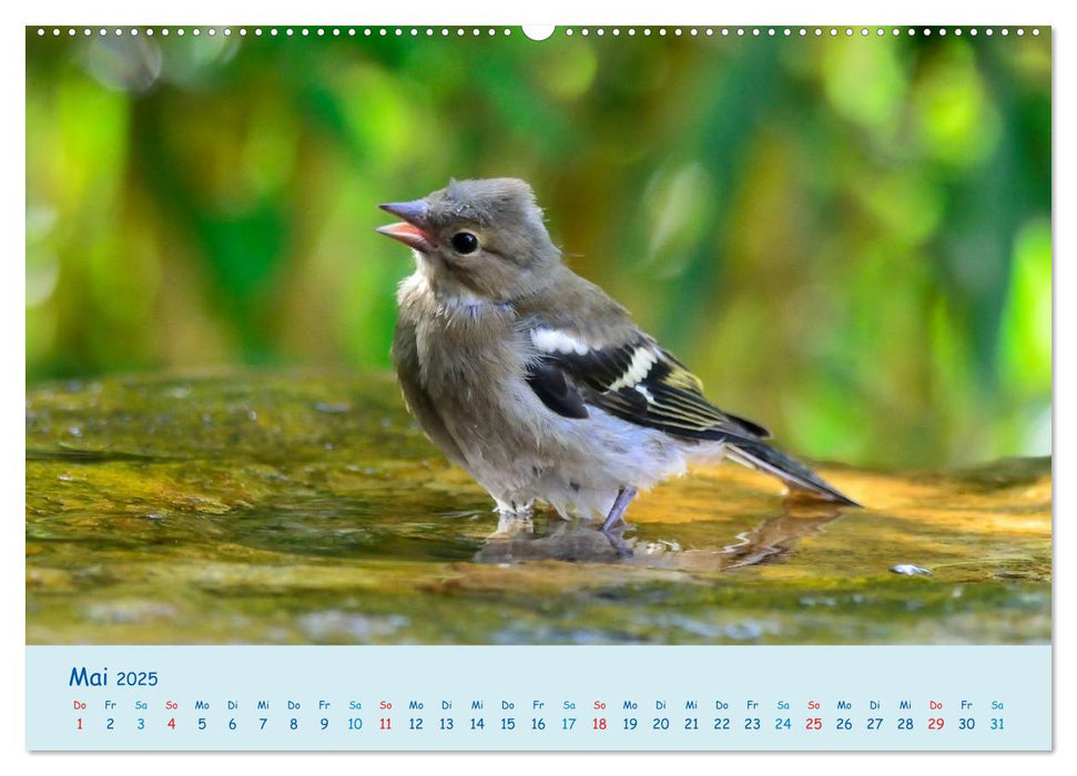 Sommer am Pool - Singvögel an der Badestelle (CALVENDO Premium Wandkalender 2025)