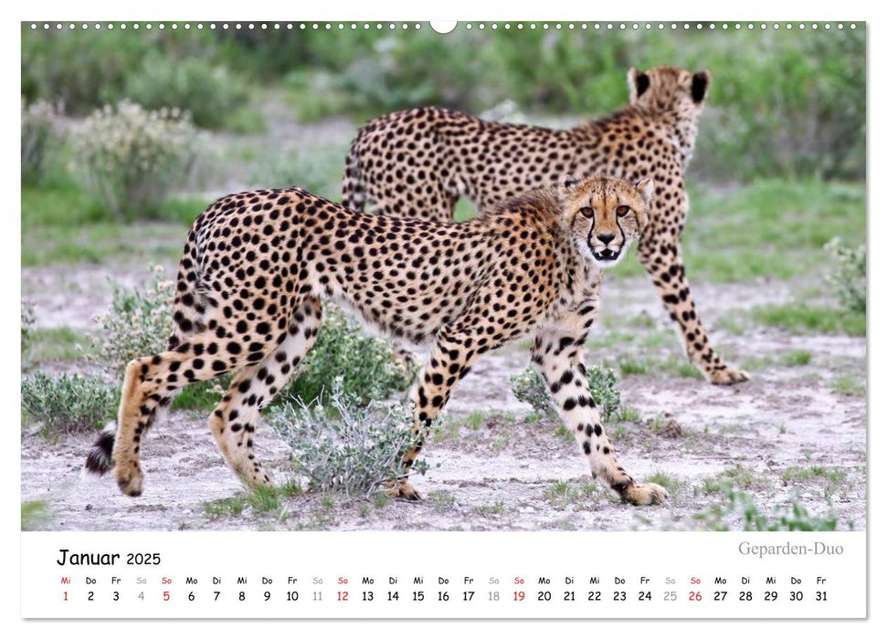 ETOSHA NATIONALPARK Traumziel in Namibia (CALVENDO Wandkalender 2025)