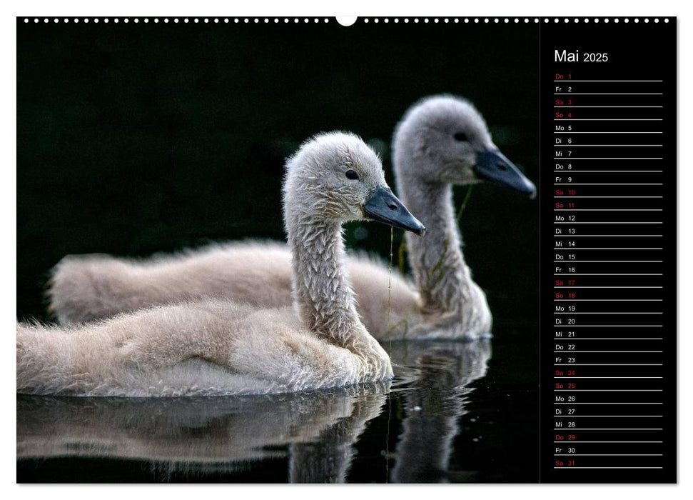 Schwäne Majestätische Vögel (CALVENDO Premium Wandkalender 2025)