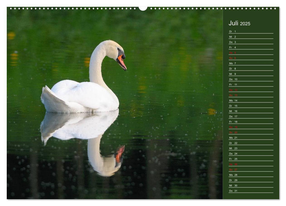 Schwäne Majestätische Vögel (CALVENDO Premium Wandkalender 2025)