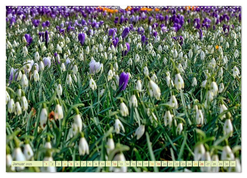 Blumenwiesen – ein blütenzauberhaftes Jahr (CALVENDO Premium Wandkalender 2025)