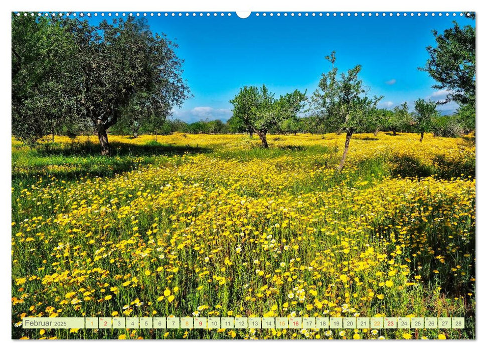 Blumenwiesen – ein blütenzauberhaftes Jahr (CALVENDO Premium Wandkalender 2025)