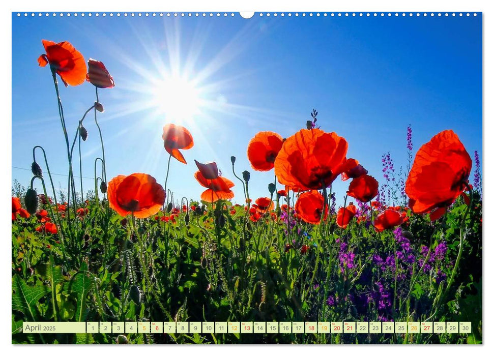 Blumenwiesen – ein blütenzauberhaftes Jahr (CALVENDO Premium Wandkalender 2025)