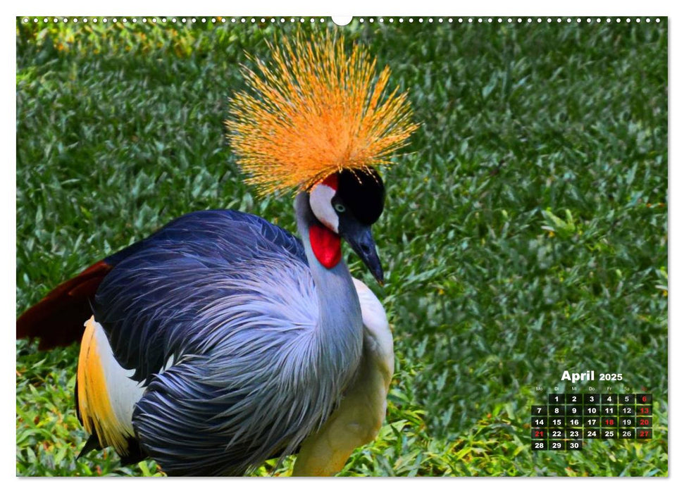 Brasilien. Der Iguazú-Nationalpark (CALVENDO Premium Wandkalender 2025)