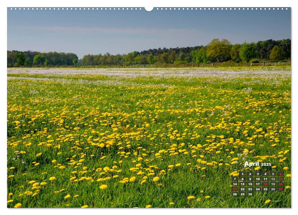 Die Dingdener Heide im Wandel der Jahreszeiten (CALVENDO Wandkalender 2025)